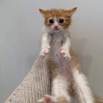 Thumbnail photo of Daisy #3