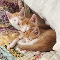 Thumbnail photo of Daisy #4