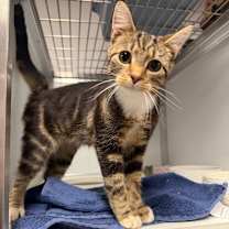 Thumbnail photo of Rao's #2