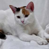 Thumbnail photo of Amber #4