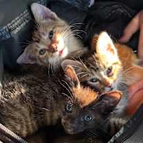 Thumbnail photo of Unnamed #3