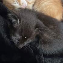 Thumbnail photo of Unnamed #1