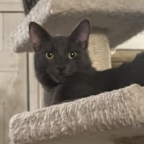 Thumbnail photo of Lionel #2