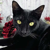 Thumbnail photo of Maya #4