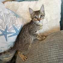 Thumbnail photo of Belle #1