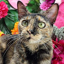 Thumbnail photo of Tilly #1