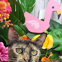 Thumbnail photo of Tilly #2