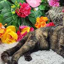 Thumbnail photo of Tilly #3