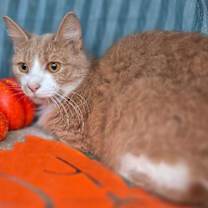 Thumbnail photo of Remedy #2