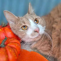 Thumbnail photo of Remedy #3