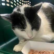 Thumbnail photo of Toby #1