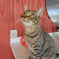 Thumbnail photo of Beau #2