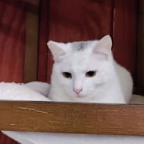 Thumbnail photo of Murphy #2