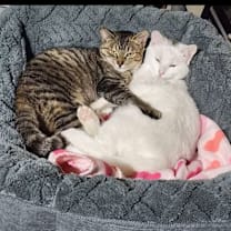 Thumbnail photo of Murphy #3