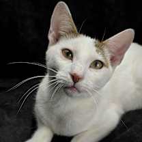 Thumbnail photo of Cannoli - Feather Wand Felon #1