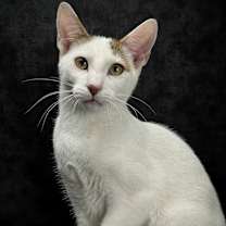 Thumbnail photo of Cannoli - Feather Wand Felon #2