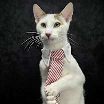 Thumbnail photo of Cannoli - Feather Wand Felon #3