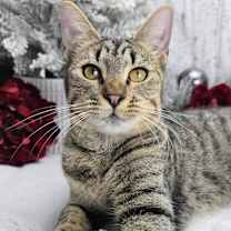 Thumbnail photo of Rumor #1