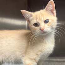 Thumbnail photo of Mulder #2