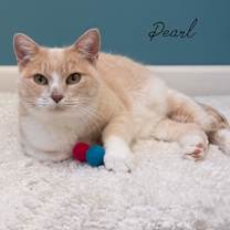 Thumbnail photo of Pearl #1
