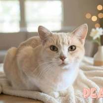 Thumbnail photo of Pearl #2