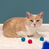 Thumbnail photo of Pearl #3