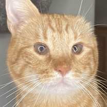 Thumbnail photo of Chester #1