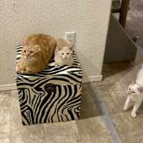 Thumbnail photo of Chester #3