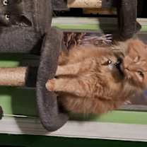 Thumbnail photo of Willie #4