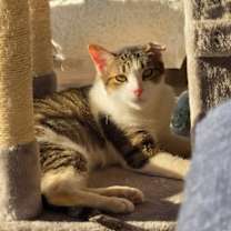 Thumbnail photo of Skipper #2