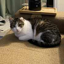 Thumbnail photo of Skipper #3