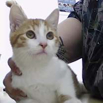 Thumbnail photo of Duke #2