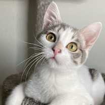 Thumbnail photo of Cosmo #1