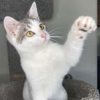 Thumbnail photo of Cosmo #2