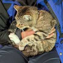 Thumbnail photo of Paw Paws #2