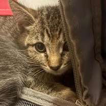 Thumbnail photo of Roxy #2