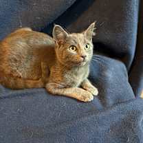 Thumbnail photo of Foxie #1