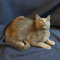 Thumbnail photo of Foxie #2