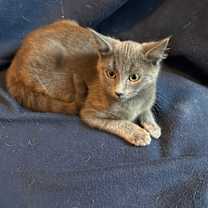 Thumbnail photo of Foxie #3