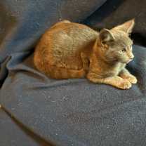 Thumbnail photo of Foxie #4