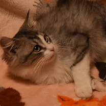 Thumbnail photo of Patch #2