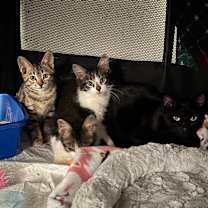 Thumbnail photo of Lowell #2