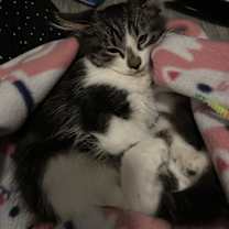 Thumbnail photo of Lowell #3