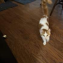 Thumbnail photo of Jasper #1