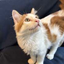 Thumbnail photo of Jasper #4