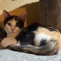 Thumbnail photo of Pudding ⭐️PROMOTION⭐️ Dessert Litter #4