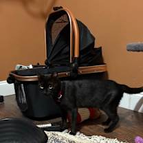 Thumbnail photo of Rihanna #3