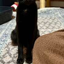 Thumbnail photo of Rihanna #4