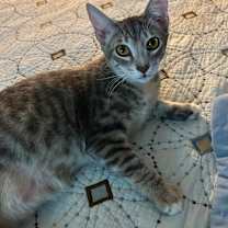 Thumbnail photo of Scotty #4