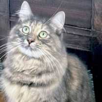 Thumbnail photo of Lady Sophie #4